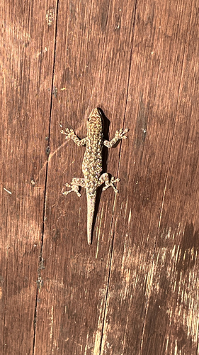 Chobe Dwarf Gecko