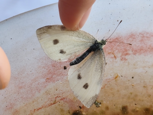 Small White