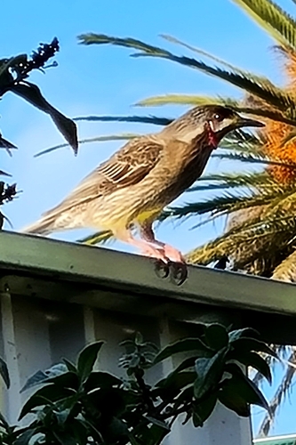Red Wattlebird