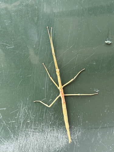 Strong Stick Insect