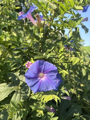 oceanblue morning glory