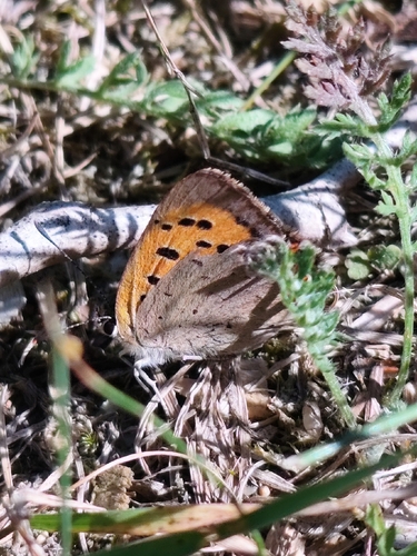 Small Copper