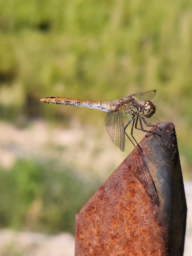 Ruddy Darter