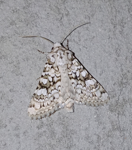 Hecatera cappa