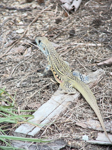 Common Butterfly Lizard