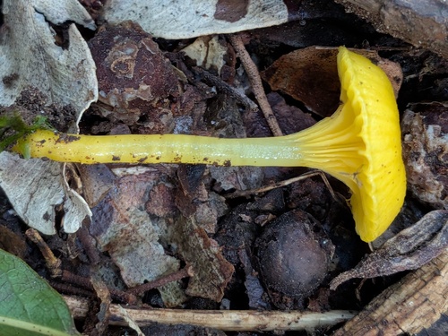 Gloioxanthomyces chromolimoneus