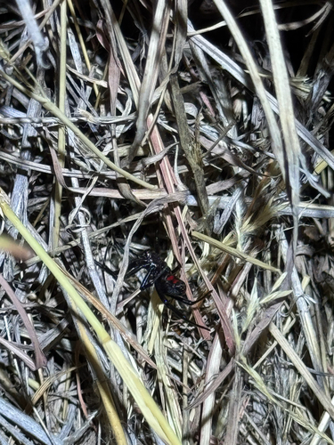 Western Black Widow