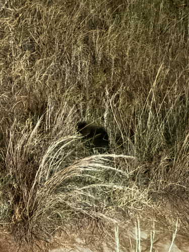 North American Porcupine