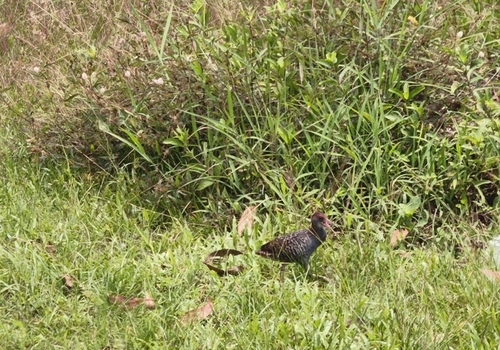 Slaty-breasted Rail