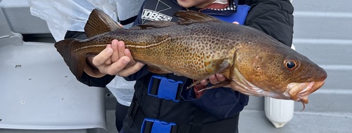 Atlantic Cod
