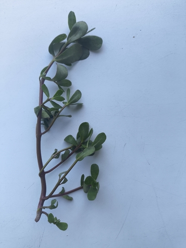 Common Purslane