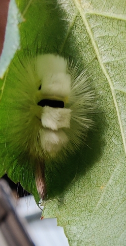 Pale Tussock Moth