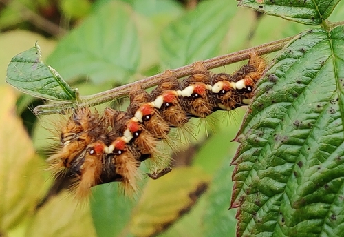 Knot Grass Moth