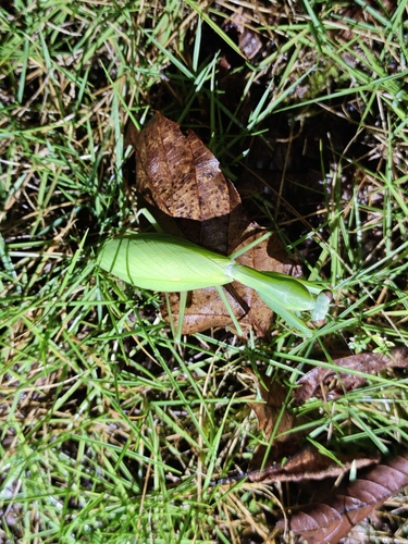 Chinese Reddish Mantis