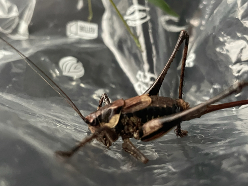 Paratlanticus ussuriensis