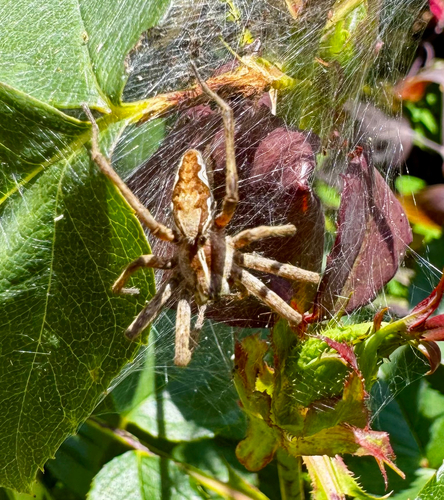 European Nursery Web spider