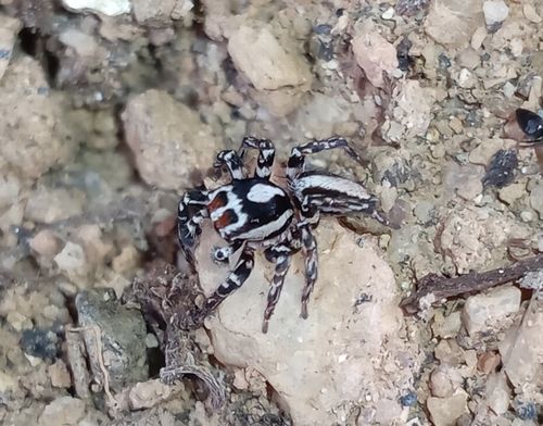 Pantropical Jumping Spider