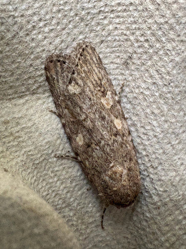 Beet Armyworm Moth
