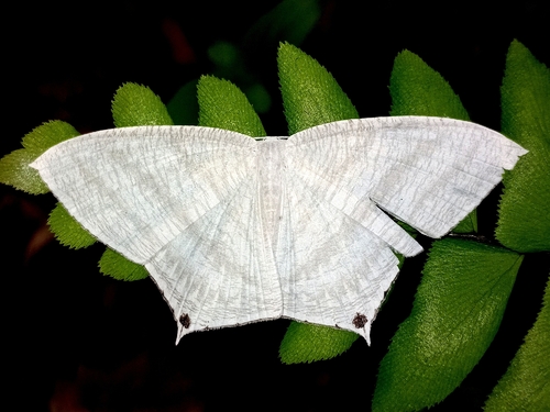 Grey Swallowtail Moth