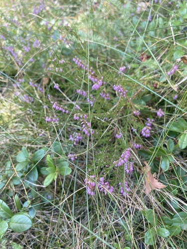 common heather