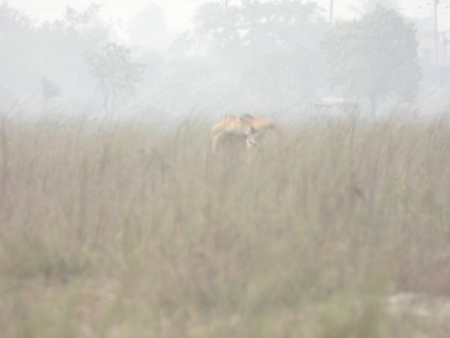 Nilgai