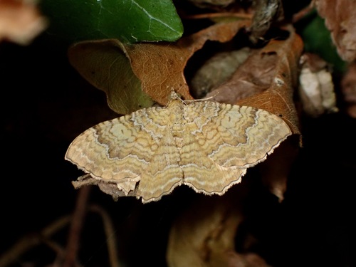 Yellow Shell Moth