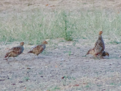Gray Partridge