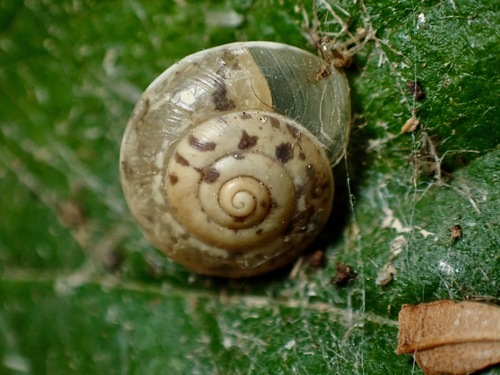 Girdled Snail