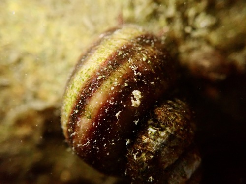 Common River-snail