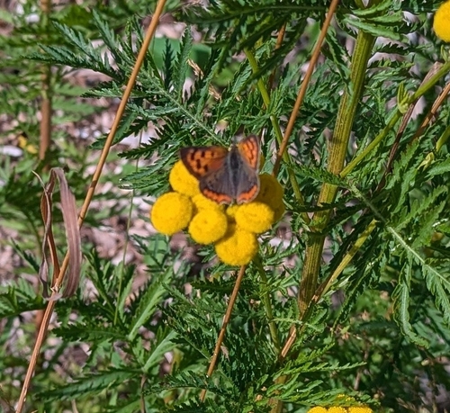 Small Copper
