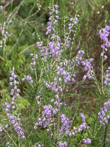 common heather