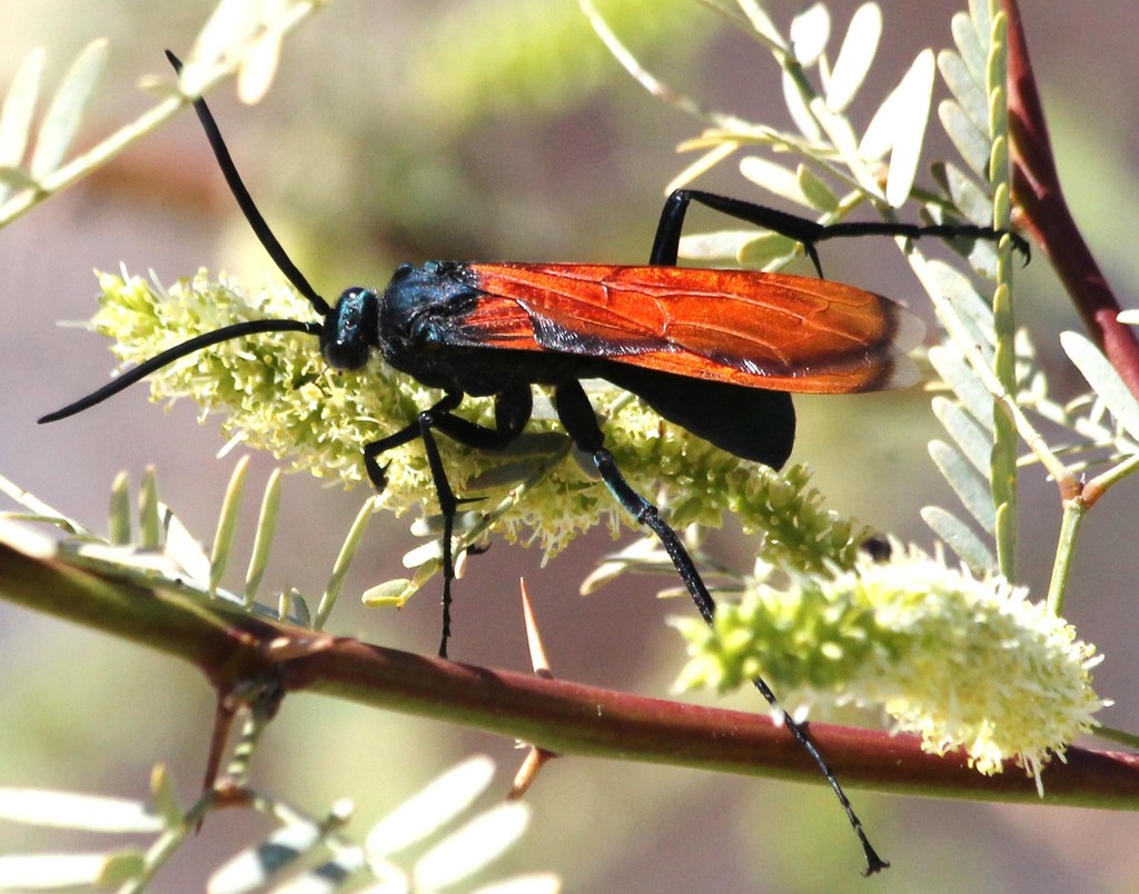 Tarantula hawk wasp