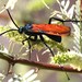 Thisbe's Tarantula-hawk Wasp - Photo (c) Jay Keller, all rights reserved, uploaded by Jay Keller