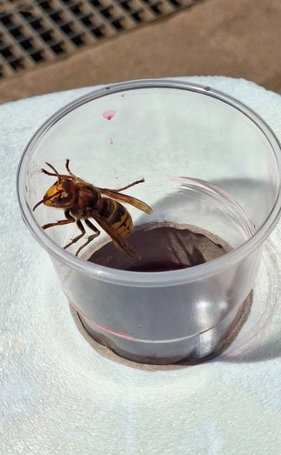 European Hornet