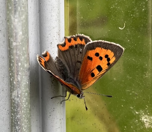 Small Copper