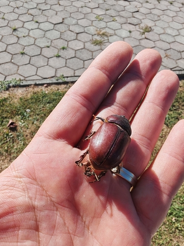 European Rhinoceros Beetle
