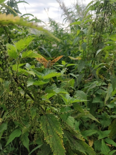 Silver-washed Fritillary