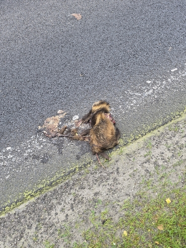Mainland Raccoon Dog
