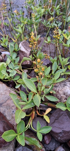 Bogbean