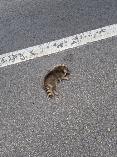 Common Raccoon