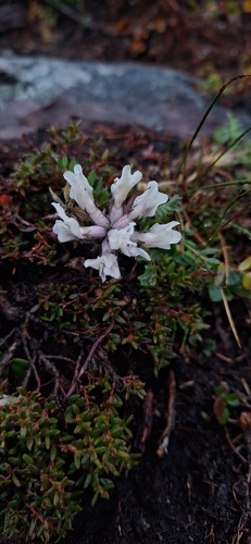Oxytropis sordida