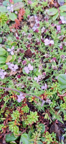 Moss Campion
