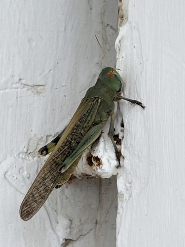 Migratory Locust
