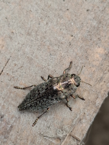 Dicerca berolinensis