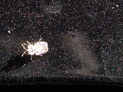 oak lace bug