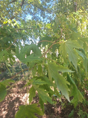 silver maple
