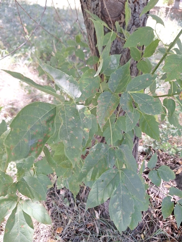 box elder