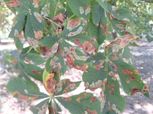 Horse-chestnut Leafminer