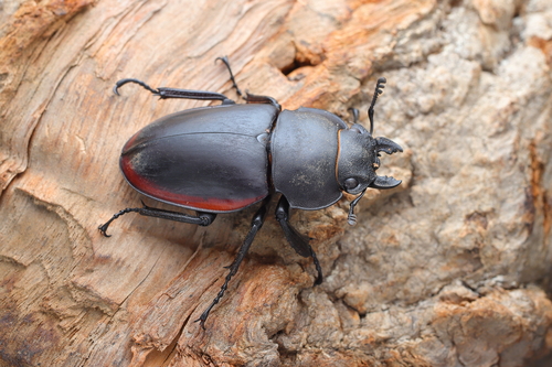 Odontolabis cuvera sinensis
