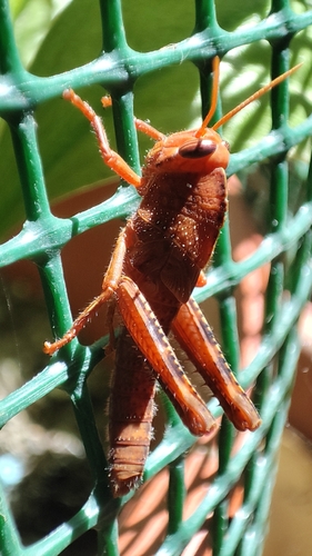 Egyptian Bird Grasshopper